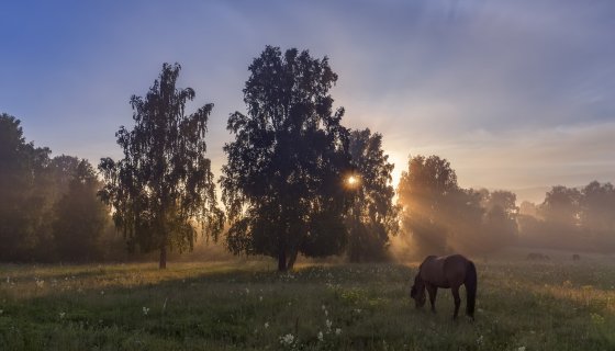 Загадочная полянка